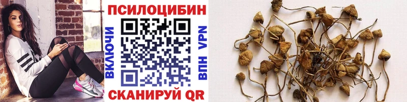 Псилоцибиновые грибы Psilocybine cubensis  Тутаев 